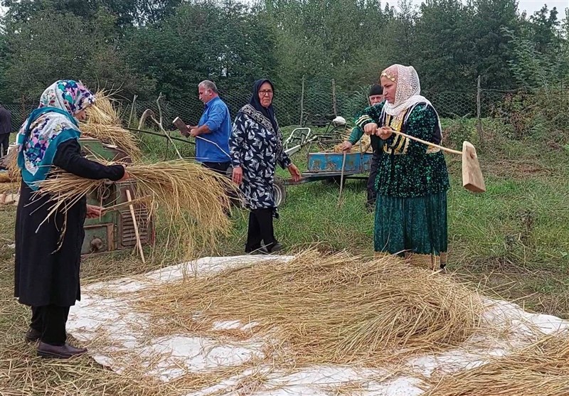 همنوایی اقوام در جشن کشاورزان گیلانی