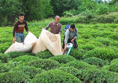 خرید ۴ هزار تُن برگ سبز چای از بهره‌برداران شمال کشور
