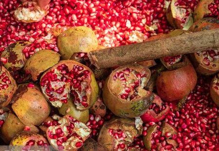 برداشت نوبرانه انار ترش و شیرین در گیلان