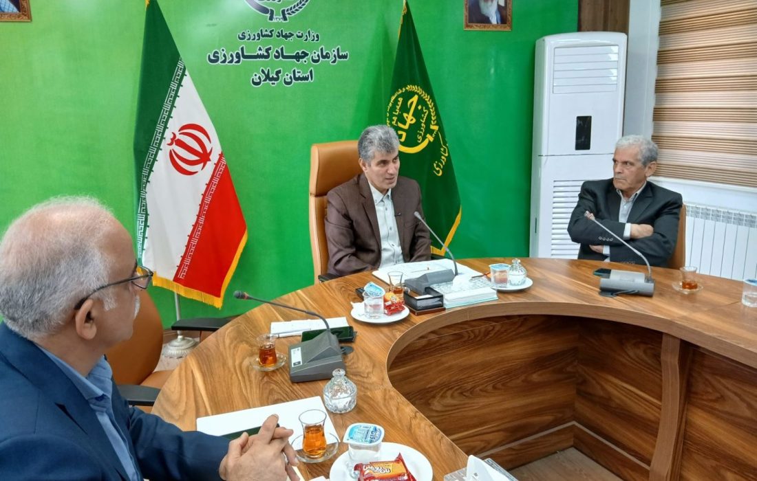 دوبرابر شدن سطح زیر کشت گیاهان دارویی در گیلان؛ از به لیمو و ختمی تا زعفران