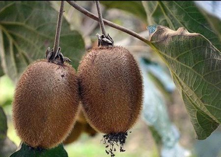 لزوم مبارزه با آفت سپردار سفید کیوی