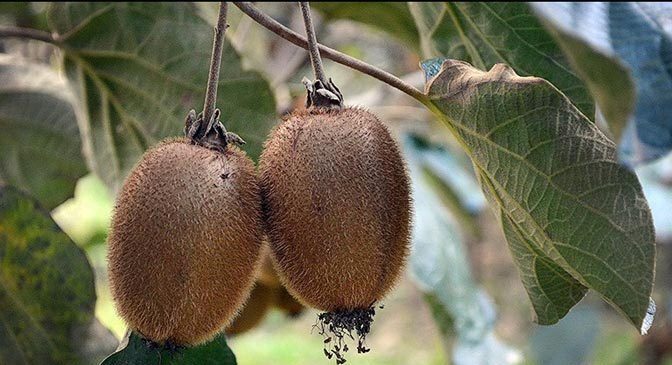 لزوم مبارزه با آفت سپردار سفید کیوی