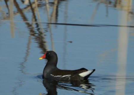 آغاز فصل جوجه‌آوری پرندگان آبزی در تالاب بین‌المللی انزلی