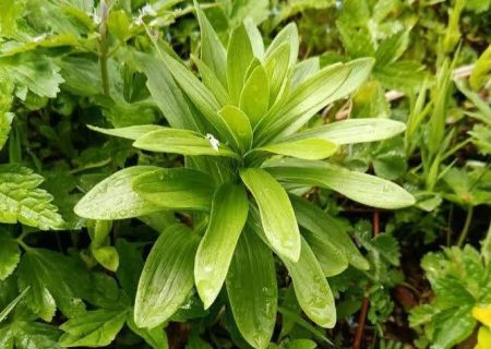 شمارش بیش از هزار بوته «سوسن چلچراغ» در شهرستان رودبار