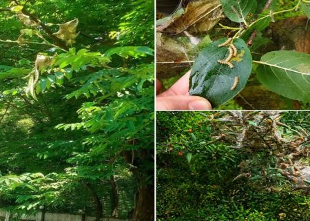 پایش میدانی آفات گیاهی در جنگل‌ها و عرصه‌های طبیعی گیلان