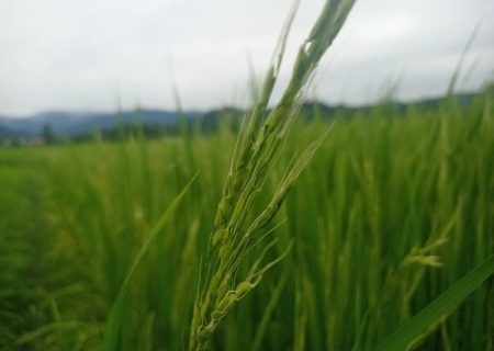 «کشت مستقیم» برنج در ۷۰۰ هکتار از شالیزارهای گیلان