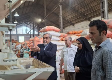 افزایش حدود ۵ درصدی تولید شلتوک نسبت به سال گذشته در رشت