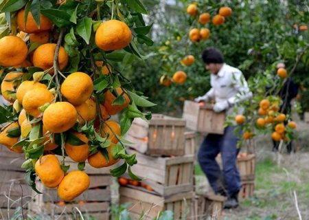 آغاز مبارزه با آفات در باغ‌های مرکبات گیلان