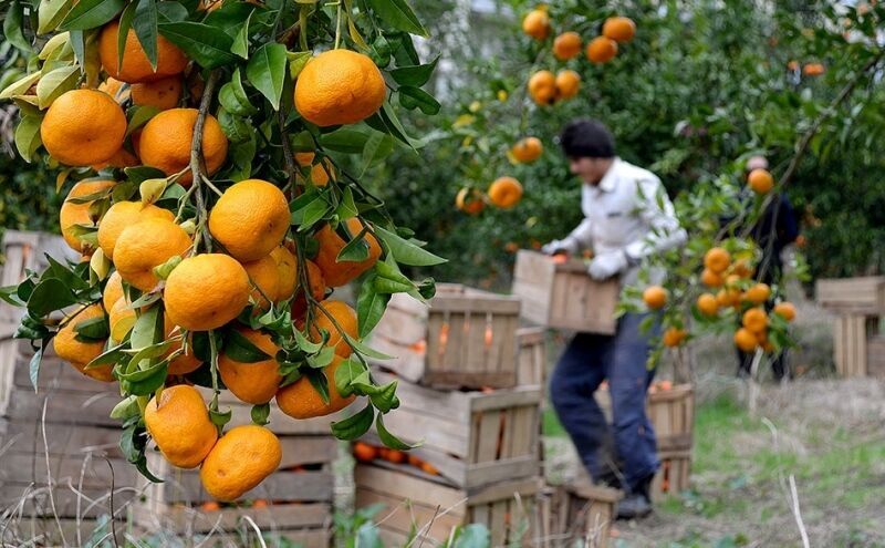 آغاز مبارزه با آفات در باغهای مرکبات گیلان