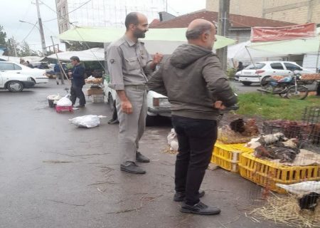 از خرید و فروش پرندگان وحشی خودداری کنید